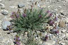 Oxytropis tatarica